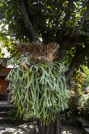 Staghorn Fern (Platycerium coronarium)