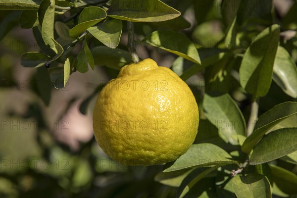Citrus sulcata (Citrus sulcata)