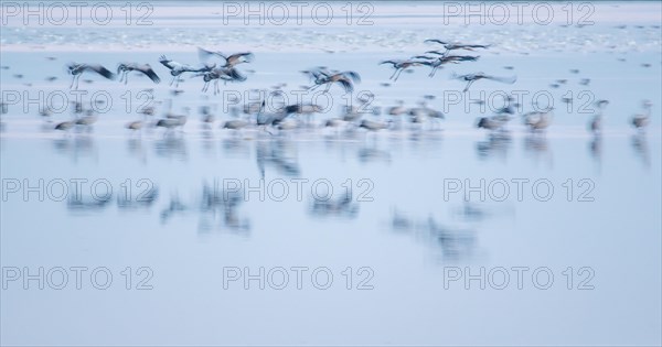 Common Cranes (Grus grus) flying over water