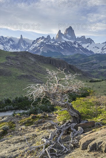Dead tree