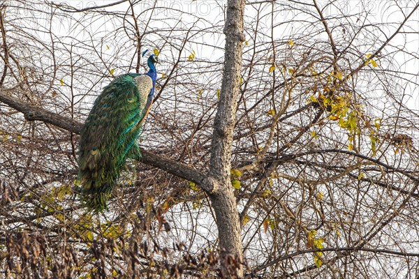 Indian Peafowl (Pavo cristatus)