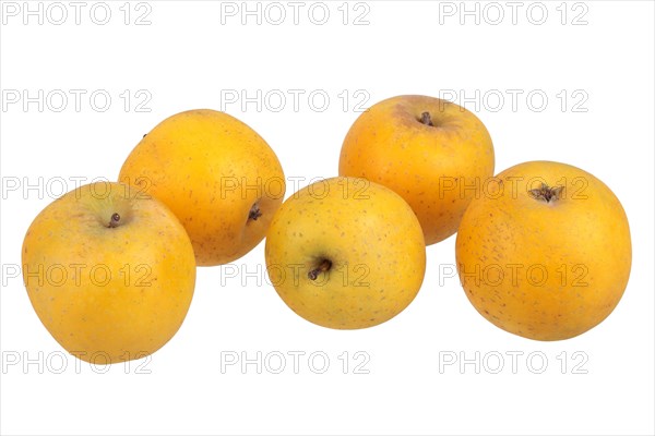 Apple variety Ananas Reinette