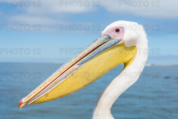 Great White Pelican (Pelecanus onocrotalus)