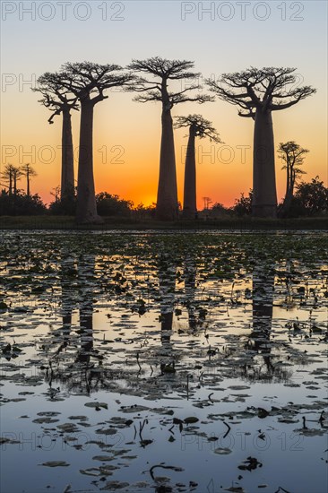 Baobab trees (Adansonia grandidieri) reflecting in the water at sunset