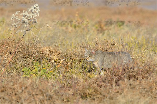 African Wildcat (Felis silvestris lybica)