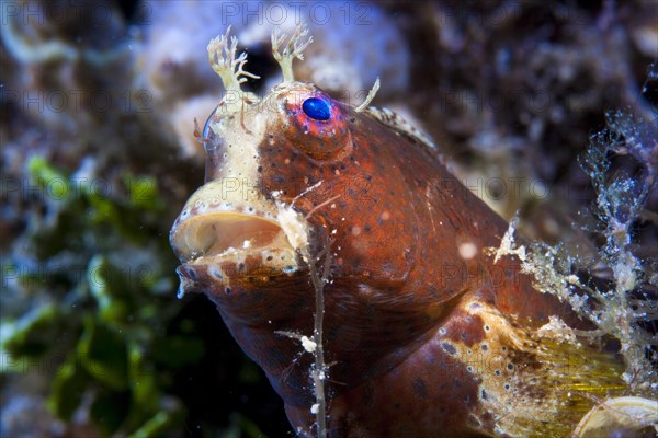 Obscure Blenny (Salarias obscurus)