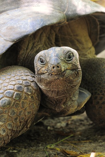 Aldabra Giant Tortoise (Aldabrachelys gigantea)