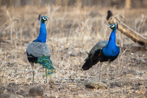 Indian Peafowl (Pavo cristatus)