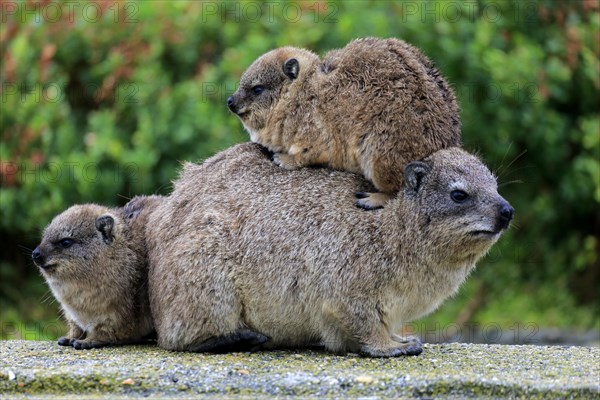 Rock Hyrax (Procavia capensis)