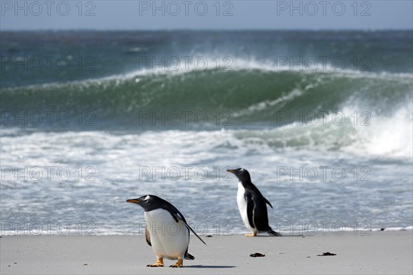 Gentoo penguins (Pygoscelis papua)