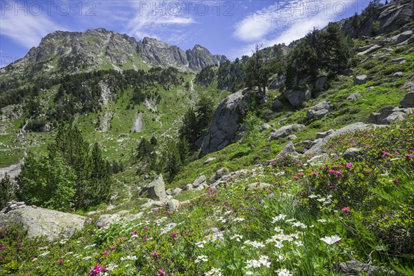 Flower meadow