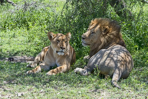 Lions (Panthera leo)