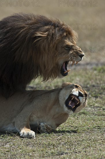 Lions (Panthera leo)