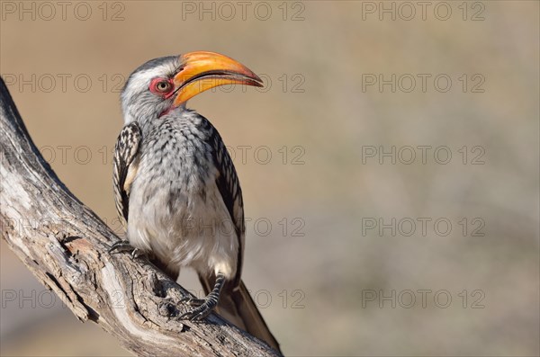 Southern Yellow-billed Hornbill (Tockus leucomelas)