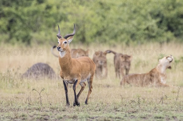 Ugandan Kob (Kobus kob thomasi) stalked by several Lions (Panthera leo)