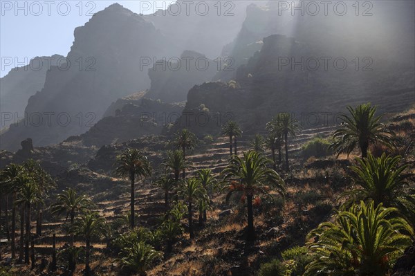 Canary Island Date Palms (Phoenix canariensis)
