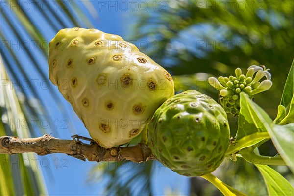 Noni
