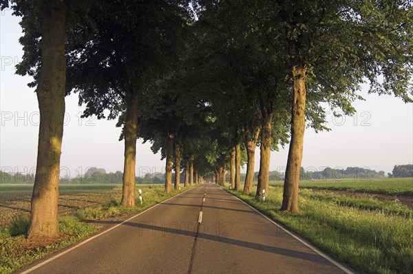 Avenue of lime trees (Tilia cordata)