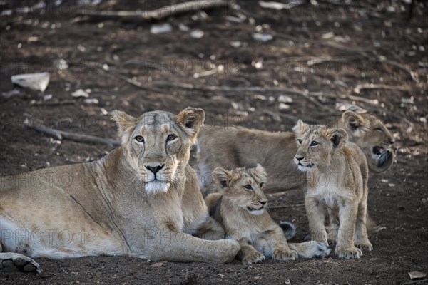Asiatic lion (Panthera leo persica)