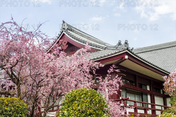 Temple roof with blossoming cherry trees