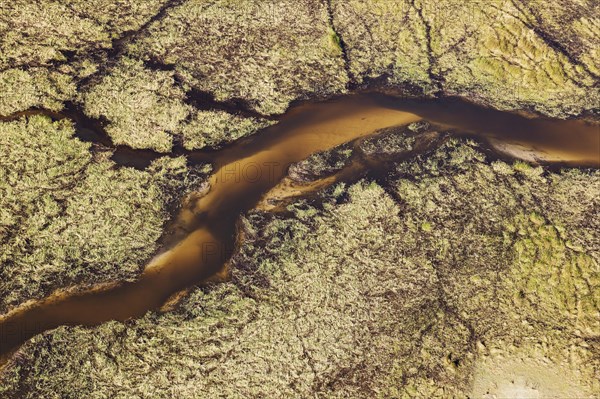 Freshwater marshes with sandy streams and channels