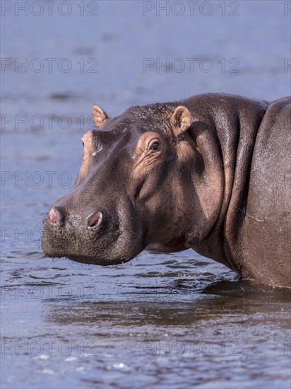 Hippopotamus (Hippopotamus amphibius)