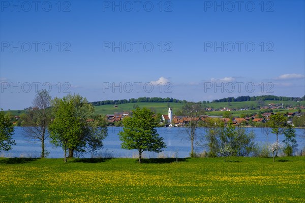 Dandelion meadow in spring