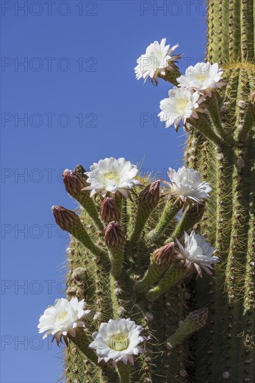 Blooming Echinopsis chiloensis cactus