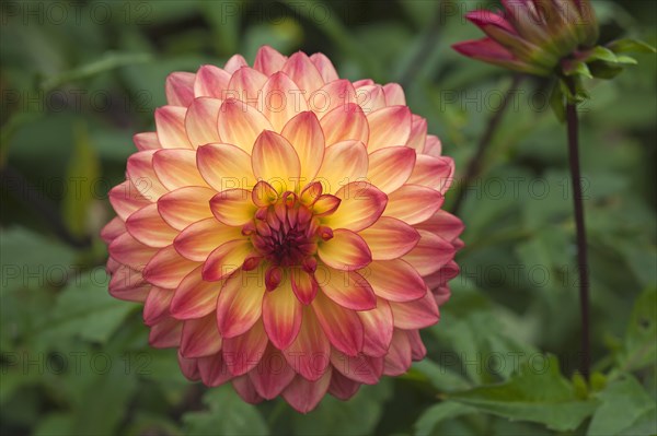 Flower of a Dahlia (Dahlia)