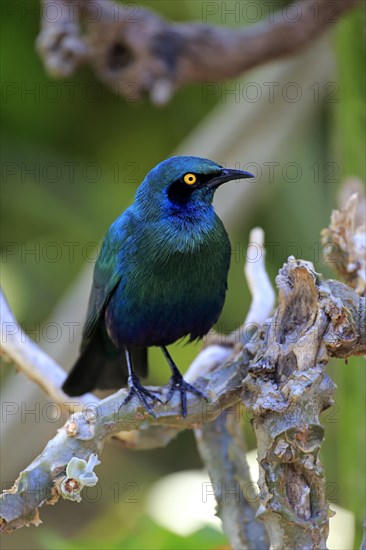 Greater blue-eared starling (Lamprotornis chalybaeus)