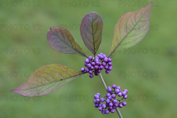 Bodinier's Beautyberry (Callicarpa bodinieri)