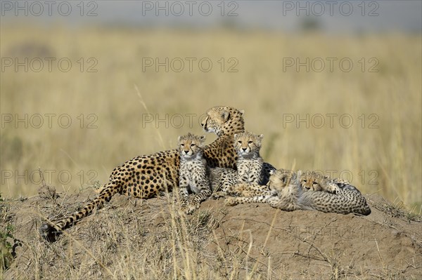 Cheetah (Acinonyx jubatus)