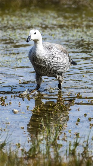 Greylag goose (Anser anser)