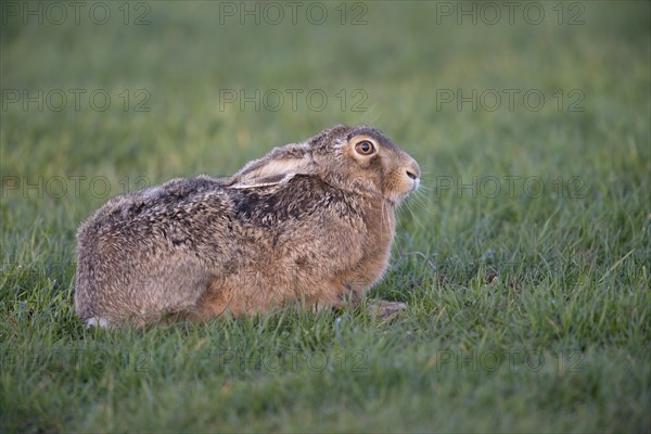 Hare (Lepus europaeus)