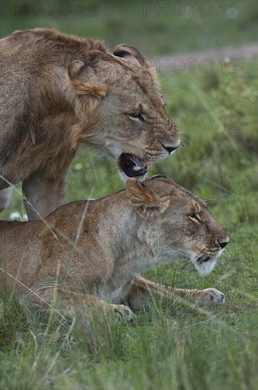 Lions (Panthera leo)