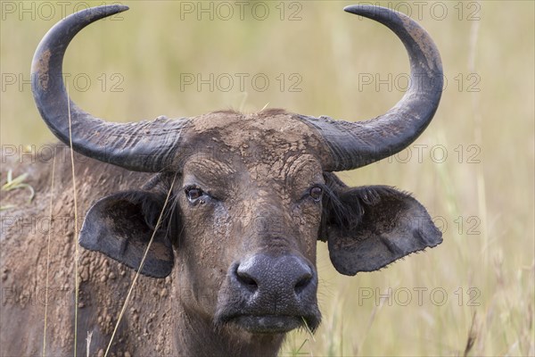 African Buffalo or Cape Buffalo (Syncerus caffer)