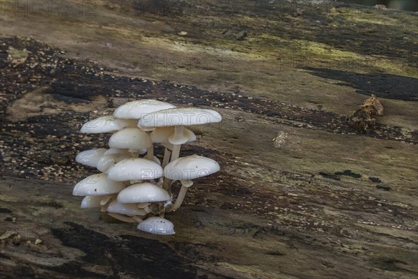 Porcelain fungus (Oudemansiella mucida) on a beech tree