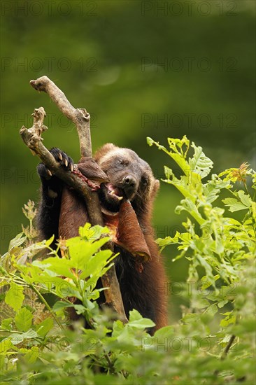 Wolverine (Gulo gulo) feeding on deerskin