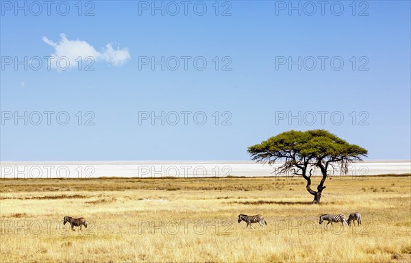 Burchell's zebras (Equus quagga burchelli) in front of the Etosha Pan