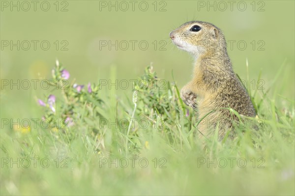 European Suslik or European Ground Squirrel (Spermophilus citellus) on a meadow