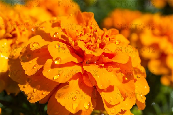 Dewdrops on a blooming orange Tagetes flower (Tagetes)