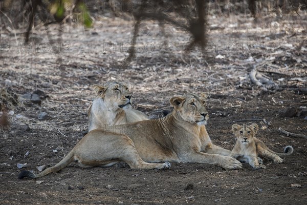 Asiatic lion (Panthera leo persica)