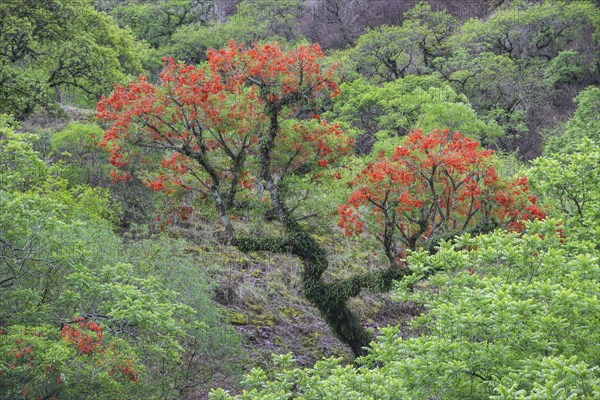 Blooming Cockspur Coral Tree (Erythrina crista-galli)