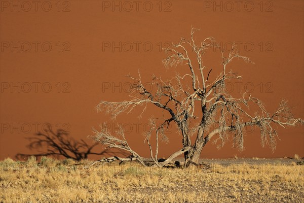 Dead camel thorn tree (Vachellia erioloba)