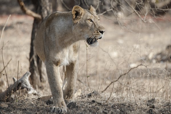 Asiatic lion (Panthera leo persica)