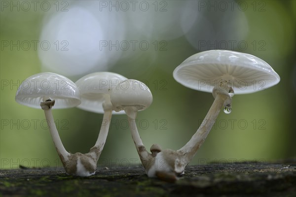 Porcelain Fungus (Oudemansiella mucida)