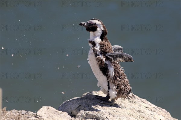 African Penguin or Jackass Penguin (Spheniscus demersus)
