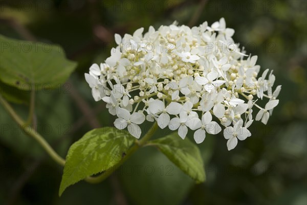Smooth Hydrangea (Hydrangea arborescens 'Grandiflora')