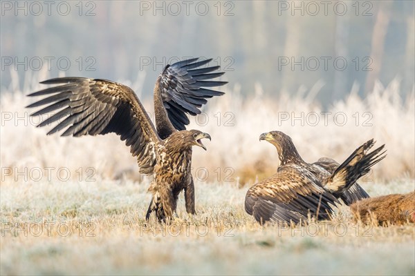 Two young eagles (Haliaeetus albicilla)