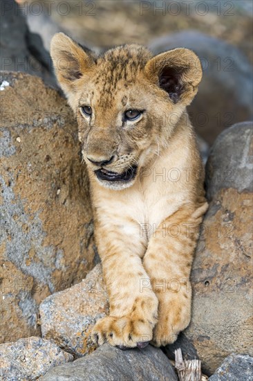 Lion (Panthera leo)